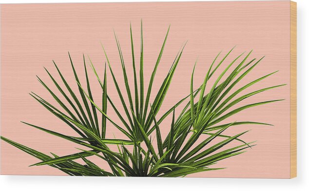 Palm Tree Wood Print featuring the photograph Palm Life - Pastel by Jennifer Walsh