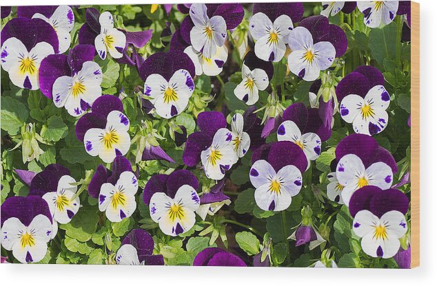 Nature Wood Print featuring the photograph Pansies 2 by Kenneth Albin