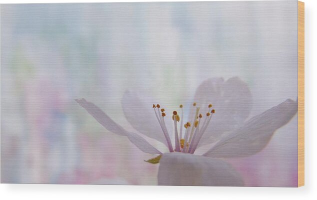 Cherry Wood Print featuring the photograph Pastel Bloom by Barbara St Jean