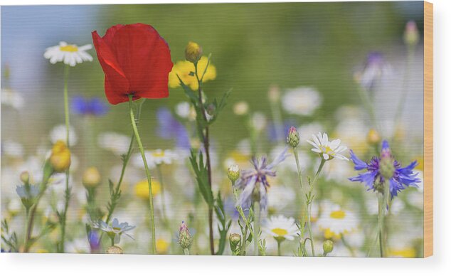 Poppy Wood Print featuring the photograph Poppy in Meadow by Diane Fifield