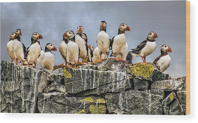 Puffin Wood Print featuring the photograph Puffin's Rock by Brian Tarr