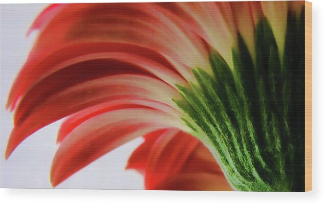 Large Flower Wood Print featuring the photograph Red Gerbera by Tony Grider