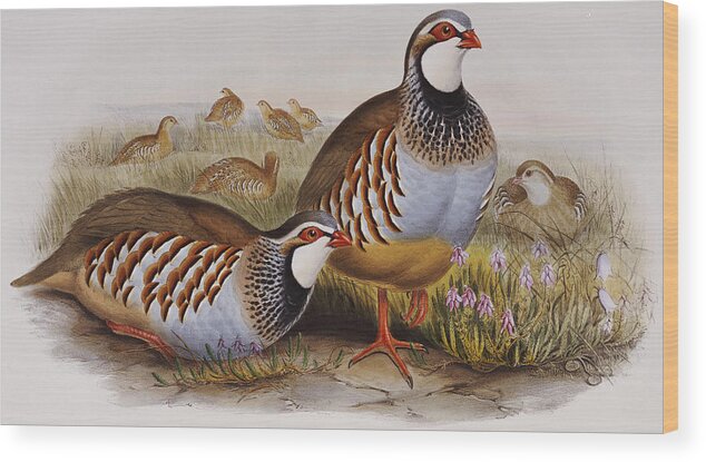 Partridge Wood Print featuring the painting Red-legged Partridges by John Gould