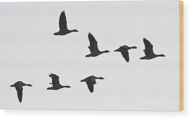 Geese Wood Print featuring the photograph Sevenfold geese by Casper Cammeraat