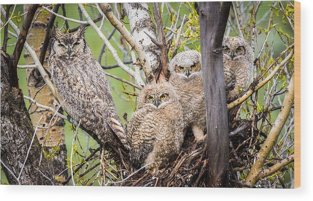 Owl Wood Print featuring the photograph Shelter from the Storm by Kevin Dietrich