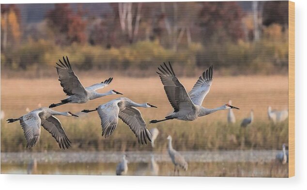 Sandhill Cranes Wood Print featuring the photograph Southbound Sandhills by Michael Hall
