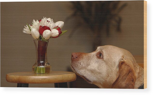 Dog Wood Print featuring the photograph Stop And Smell The Roses by David Andersen
