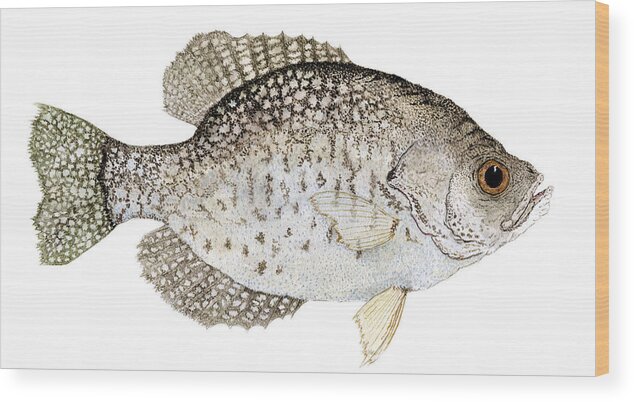 Crappie Wood Print featuring the painting Study of a Black Crappie by Thom Glace