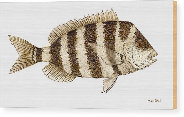 Fish Wood Print featuring the painting 'Study of a Sheepshead' by Thom Glace