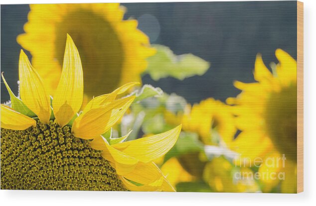 Sunflowers Wood Print featuring the photograph Sunflowers 14 by Andrea Anderegg