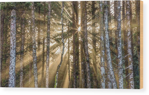 Forest Wood Print featuring the photograph Sunshine Forest by Pierre Leclerc Photography