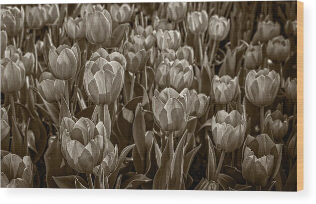 Flower Wood Print featuring the photograph Tulip Garden by Phil Cardamone