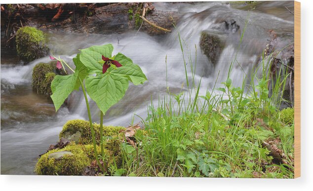 Wildflower Wood Print featuring the photograph Wake Robin by Stream by Alan Lenk
