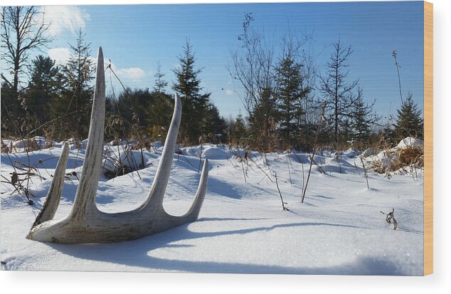 Shed Antler Wood Print featuring the photograph Winter Treasure by Brook Burling