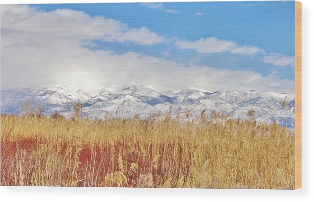 Sky Wood Print featuring the photograph Winters Harvest by Marilyn Diaz