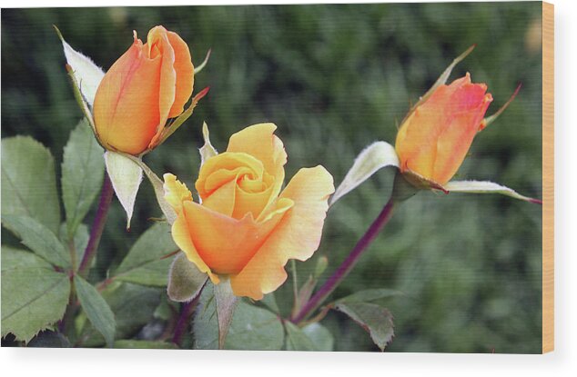 Rose Wood Print featuring the photograph Yellow Rosebuds by Ellen Tully