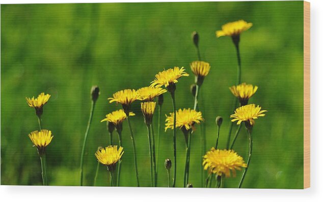 Yellow Wood Print featuring the photograph Yellow Wildflowers by Eileen Brymer