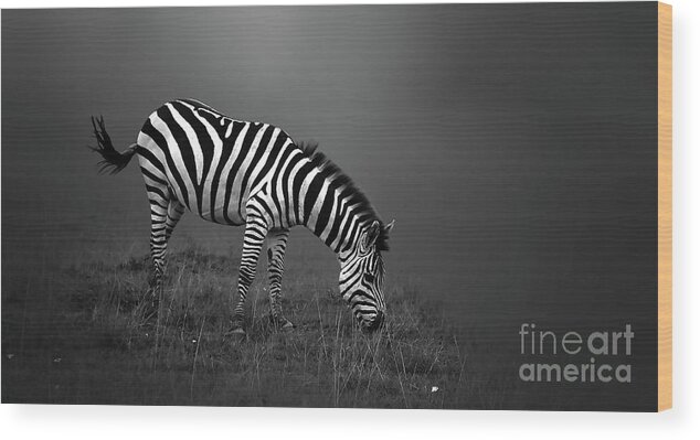 Wild Wood Print featuring the photograph Zebra by Charuhas Images
