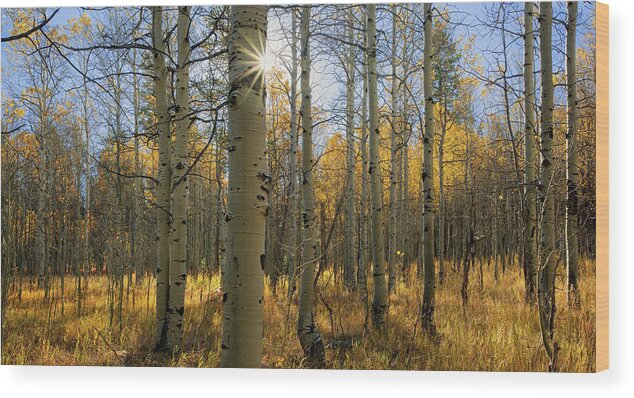 Tranquility Wood Print featuring the photograph Aspen Grove South Lake Tahoe, California by Vns24@yahoo.com