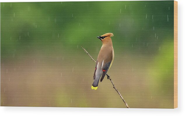 Backyard Birds Wood Print featuring the photograph Cedar Waxwing in the Rain by Marcy Wielfaert