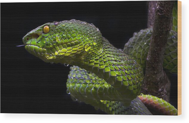 Macro Wood Print featuring the photograph Green Viper by Sabriamin M