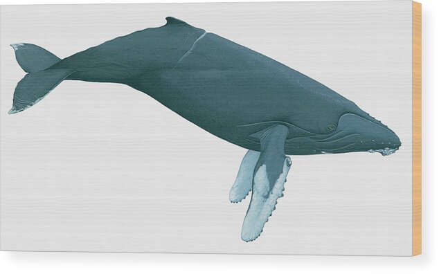 Watercolor Painting Wood Print featuring the digital art Illustration Of Humpback Whale by Dorling Kindersley