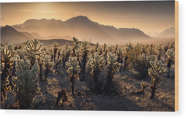  Wood Print featuring the photograph Joshua Tree Np by Karol Nienartowicz