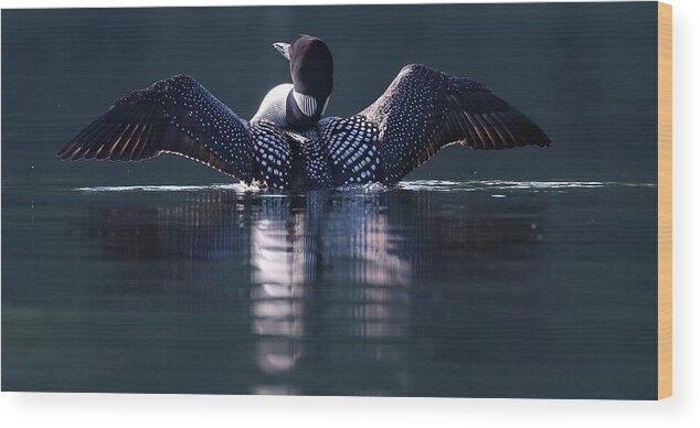 Common Loon Wood Print featuring the photograph Loon Warming In The Sun by Sandra Huston
