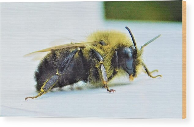 - Macro Bee Wood Print featuring the photograph - Macro Bee by THERESA Nye