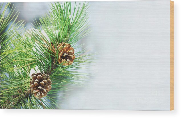 Pine Wood Print featuring the photograph Pine Cone On Fir Tree Brunch Under Snow by Jelena Jovanovic