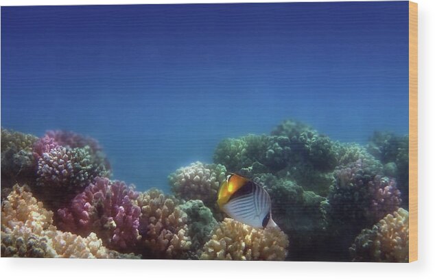 Underwater Wood Print featuring the photograph Red Sea Threadfin Butterflyfish Panorama by Johanna Hurmerinta