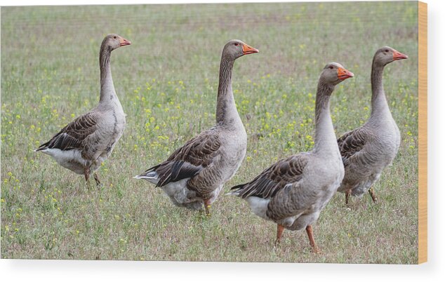 Domestic Gray Goose Wood Print featuring the photograph The Goose Squad Quad by Marcy Wielfaert