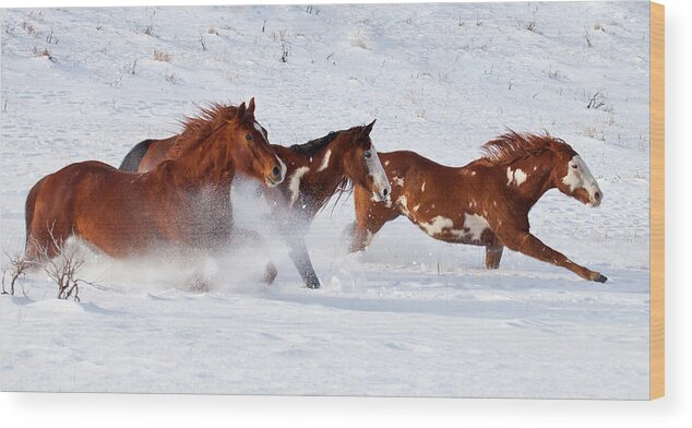 Horse Wood Print featuring the photograph Trio Of Quarter Horses Running In Snow by Darrell Gulin