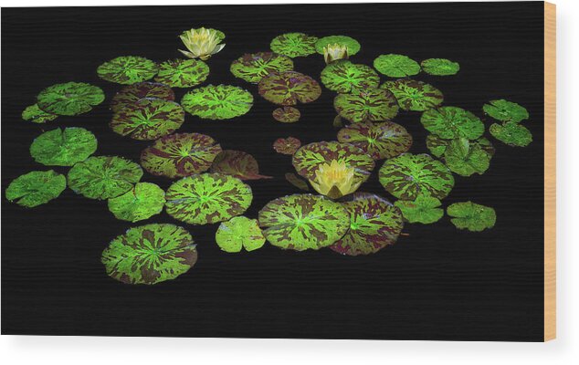 Water Wood Print featuring the photograph Water Lilies by Thomas Hall