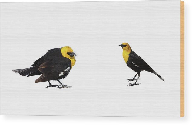 Yellow Wood Print featuring the photograph Yellow Headed Blackbird by Steve Estvanik