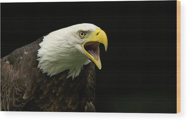 Bald Eagle Vocalizing Wood Print featuring the photograph Bald Eagle vocalizing #1 by Carolyn Hall