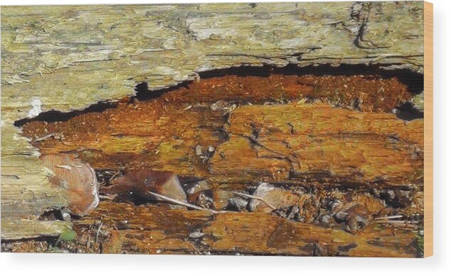 Tree Wood Print featuring the mixed media Fallen Tree by Christopher Reed