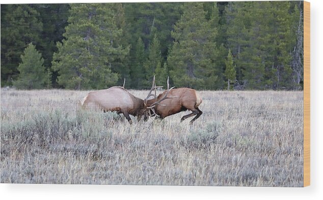 Elk Wood Print featuring the photograph 2020 Bull Elk by Jean Clark