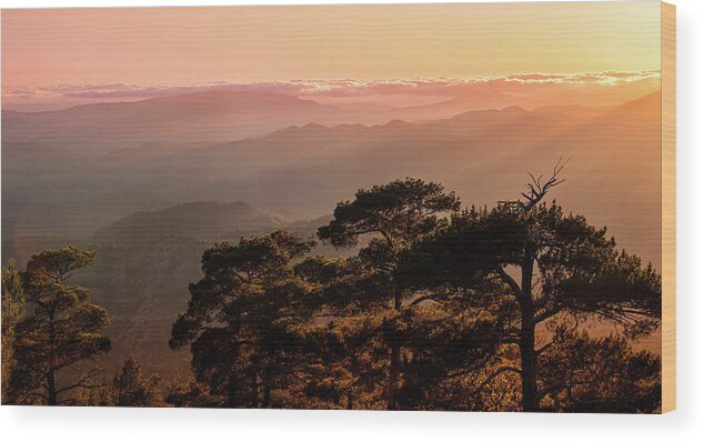 Dawn Wood Print featuring the photograph Silhouette of a forest pine tree during blue hour with bright sun at sunset. by Michalakis Ppalis
