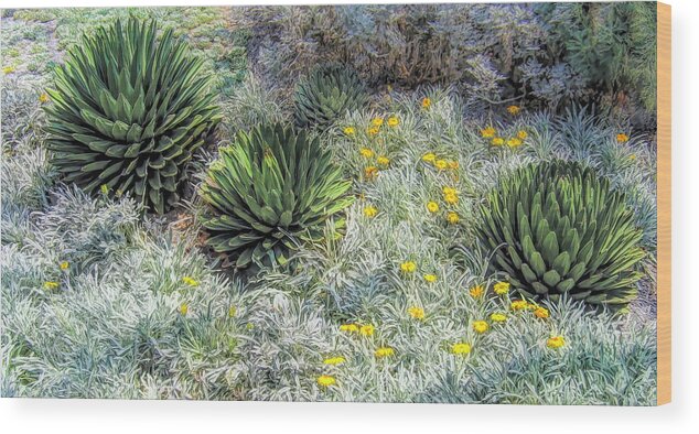 Agave Wood Print featuring the photograph Agave Times Three by Ginger Stein
