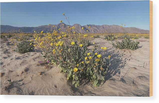 San Diego Wood Print featuring the photograph Anza Borrego Winter Bloom Panorama by William Dunigan
