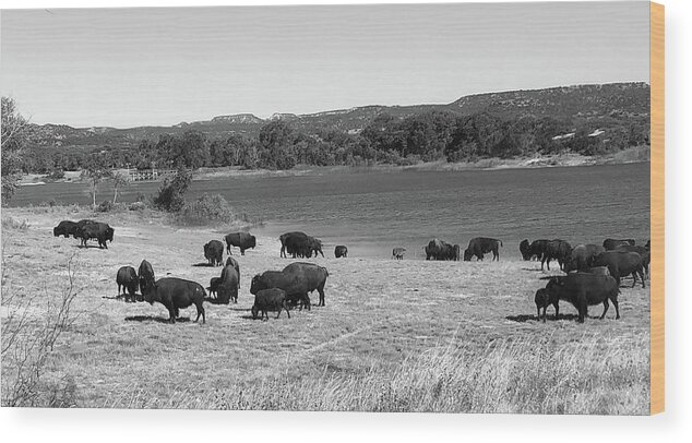Richard E. Porter Wood Print featuring the photograph Bison at Lake Theo 1, Caprock Canyons State Park, Texas by Richard Porter