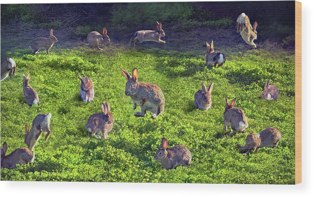 Rabbit Wood Print featuring the photograph Bunny Circus by Brian Tada
