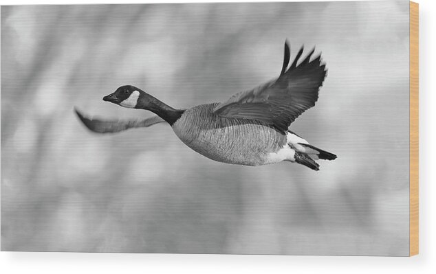 Canadian Wood Print featuring the photograph Candian Goose flying by Gary Langley