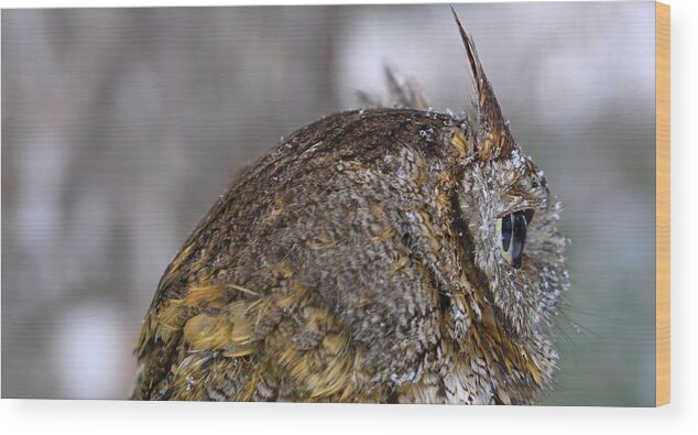Eastern Screech Owl Wood Print featuring the photograph CDpx_01141 by Clark Dunbar