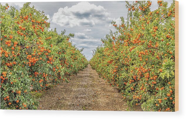 Fresno Wood Print featuring the photograph Citrus Orchard by Elvira Peretsman