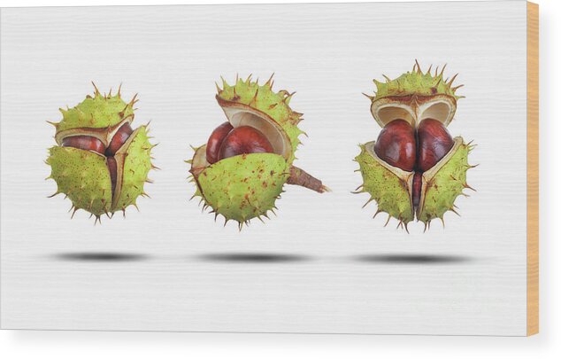 Conker Wood Print featuring the photograph Conker cases opening in three stages isolated by Simon Bratt