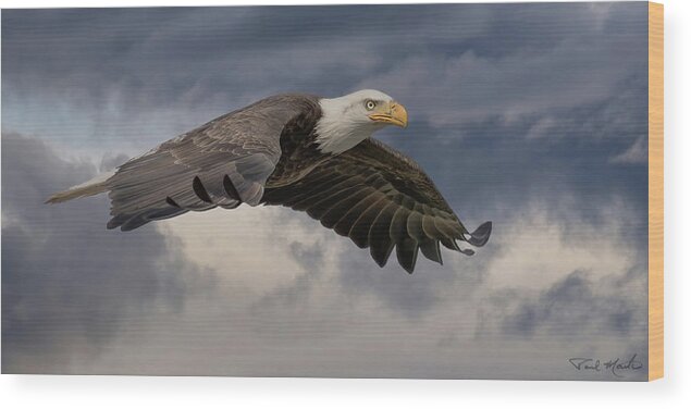 Bald Eagle Wood Print featuring the photograph Cruising the River. by Paul Martin
