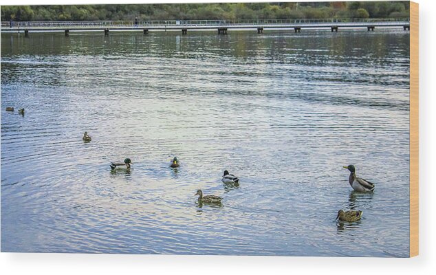 Animals Wood Print featuring the photograph Ducks on the lake by Anamar Pictures
