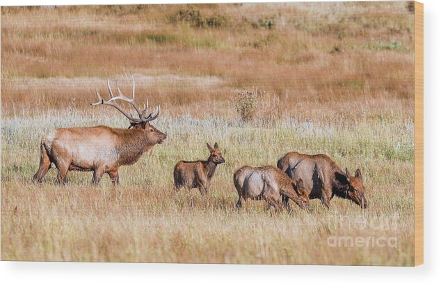 Elk Wood Print featuring the photograph Elk Family by Shirley Dutchkowski